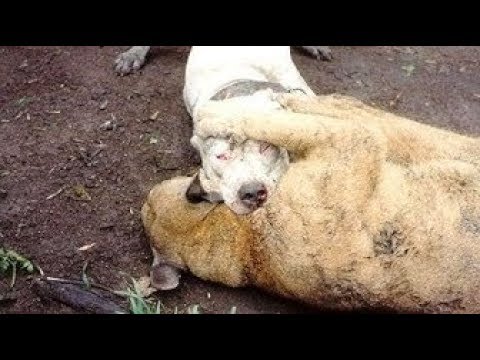 Dogo Argentino Vs Puma Fight _ Cougar 