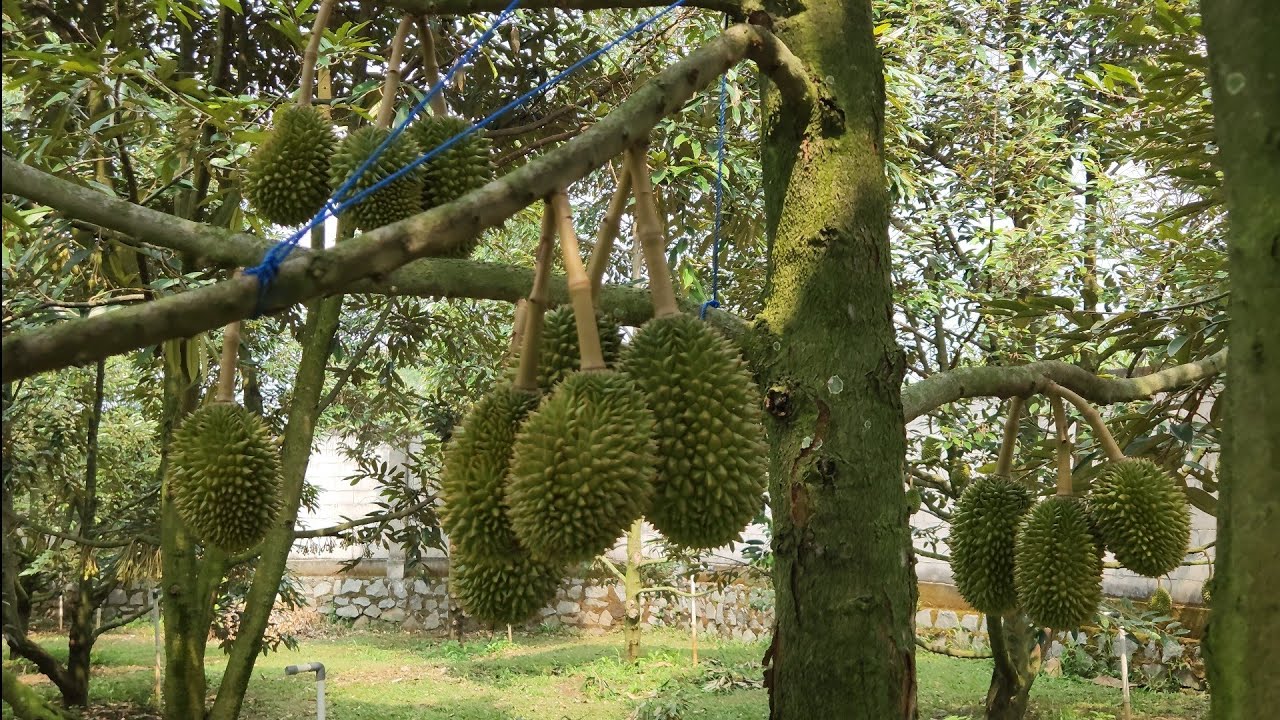 Perkembangan 7 Hari Setelah Aplikasi Asam Amino dan Asam Humat (Mengenal Beda Jenis Durian)