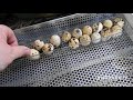 Инкубация перепелов в инкубаторе ОВО - закладка яиц