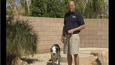 How to Train a Puppy : The Off Command