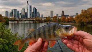 🎣 JD Fishing – Mit der Spinnrute am Main | Mein Hausgewässer, meine Leidenschaft