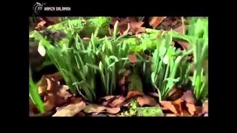 من سورة الفرقان _ القارئ / خالد الحامد