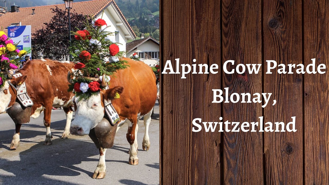 Alpine Cow Parade | Blonay, Switzerland