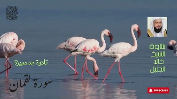 سورة لقمان تلاوة جد جد مميزة للشيخ خالد بن فهد الجليل