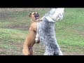 A Boxer Struggles With an Old English Sheepdog