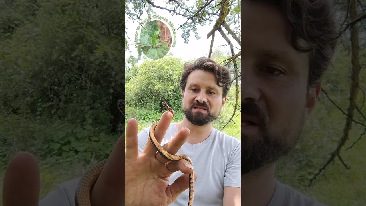 Culebra de collar (Diadophis punctatus)