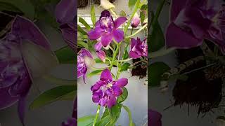 Download Lagu mawar biru Den. Betty Rose #anggrekdendrobium #bicaraanggrek #flowers #anggrek #nature MP3 Download Lagu mawar biru Den. Betty Rose #anggrekdendrobium #bicaraanggrek #flowers #anggrek #nature MP3