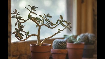 Nhật nguyệt đồng tranh Sửu Mùi