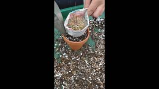 Repotting a Spiky Cactus