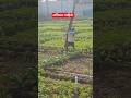 #farming #farmer #farm