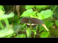 Bauhinia and Lotus Series | Episode 2: Butterflies in Hong Kong