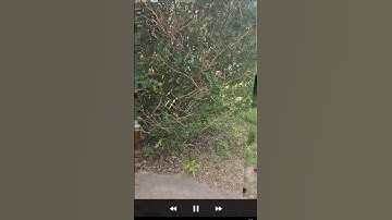 App: Datamosh #viral #shorts #datamosh