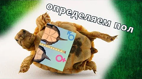 Как отличить пол у среднеазиатских черепах?