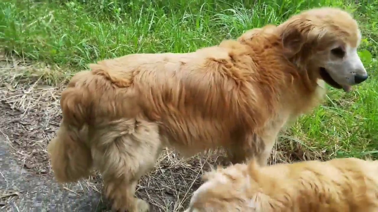 癒し動画 うさぎ 遅くなりついでにもう一か所ゴールデンレトリバー。