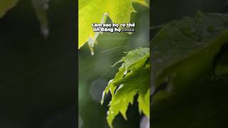 Rô-ma 10:14 (BD 2011) #bibleverses #dailyaudiobiblevietnam #kinhthanh #lờichúa#caugoc#youtubeshorts