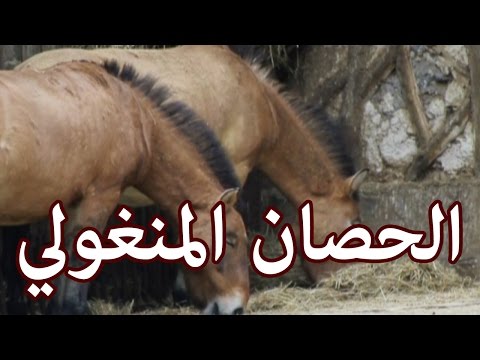 فيديو: باسو فينو الحصان