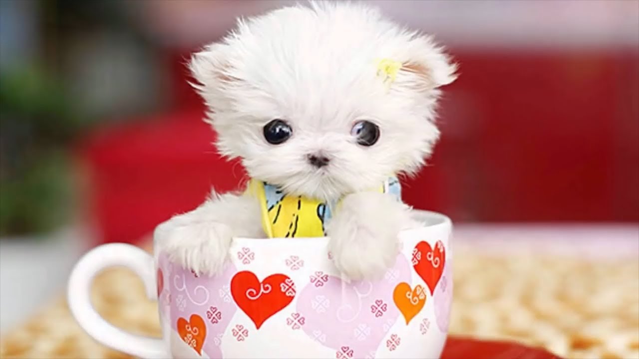 世界上5种很小的狗狗，一只茶杯就能装下，武林萌主就是它了