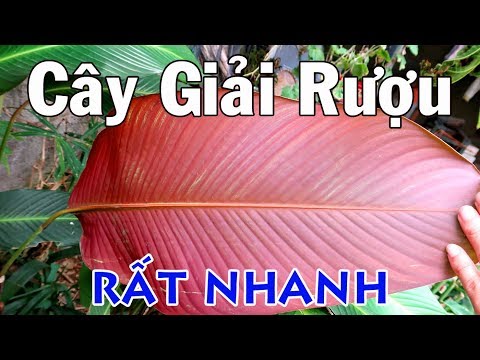 Cách Giải Rượu Nhanh Trong 15 Phút | THAODUOC.NET