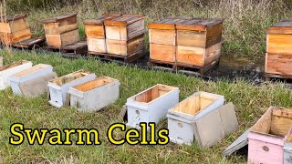 I forgot about 12 hives …… Packed with Swarm Cells and bees.