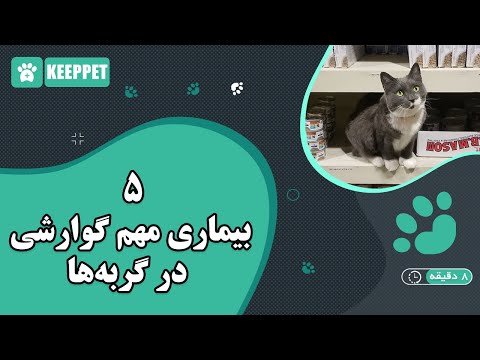 تصویری: چرا گربه من استفراغ کرد؟
