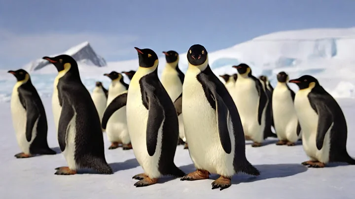Antarctica's Adorable Giants: The Secrets of Penguins
