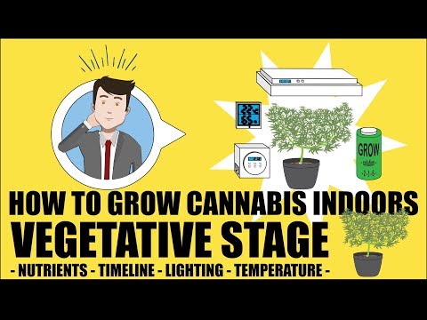 Cannabis Vegetative Stage - How to grow marijuana course for dummies - Growing Cannabis Indoors 101