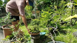 Repotting of jasmine bonsaì material ( part 3)