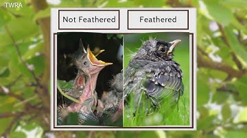 What to do if you find a baby bird on the ground?