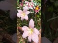Samar mein rain flower is blooming