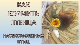 Нашли птенца насекомоядных птиц / Как спасти птенца