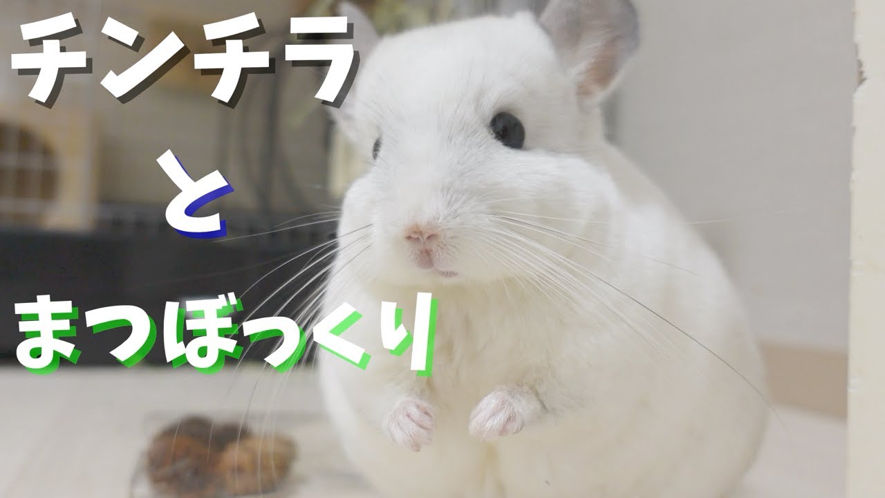 チンチラ SOLDOUT】チンチラ エクストラダーク バイオレットエボニー 女の子