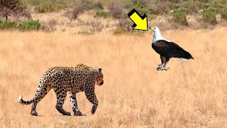 Cuando el leopardo ataca al águila | Leopardo vs Aguila