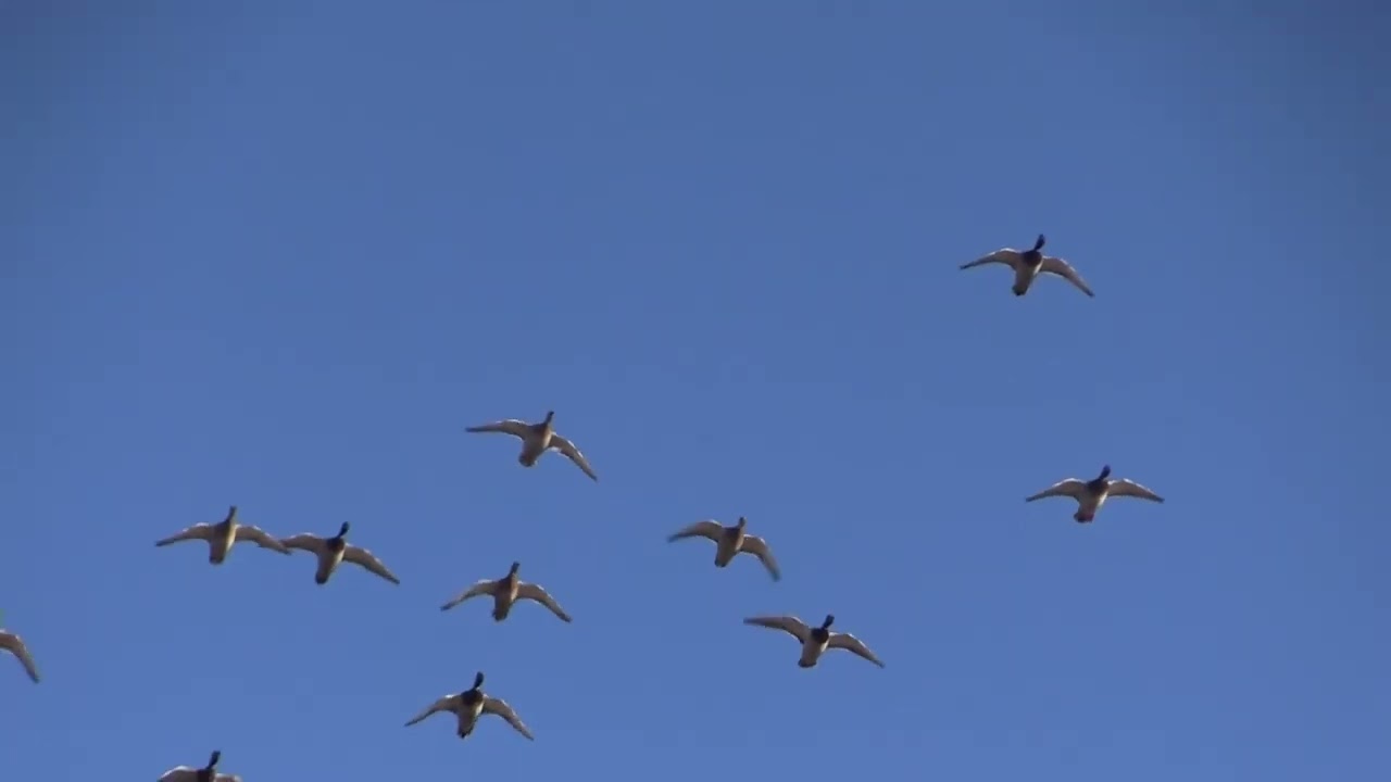 1,400 acre Duck Hunting Property for sale on St. Francis River YouTube