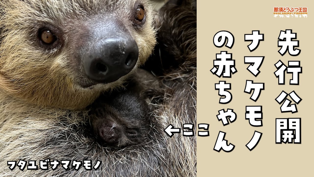 先行公開‼フタユビナマケモノの赤ちゃん / Baby two-toed sloth - YouTube