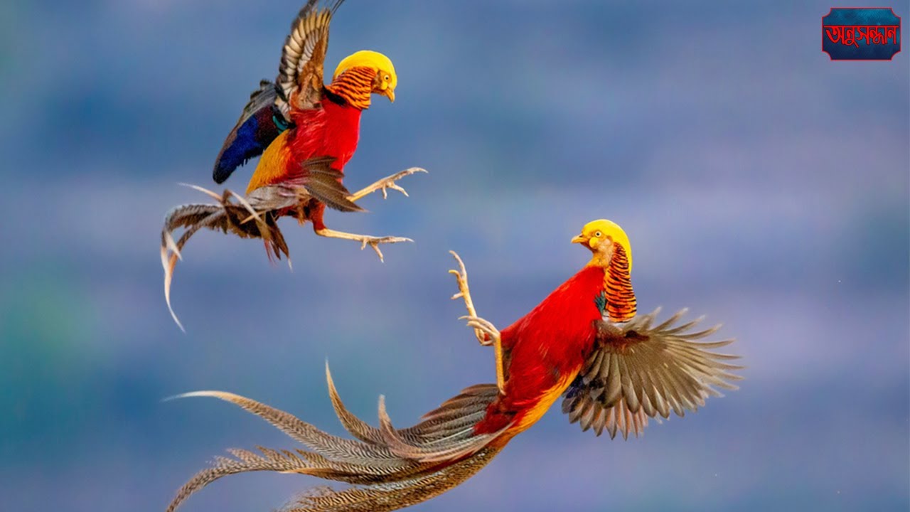 golden pheasant pictures