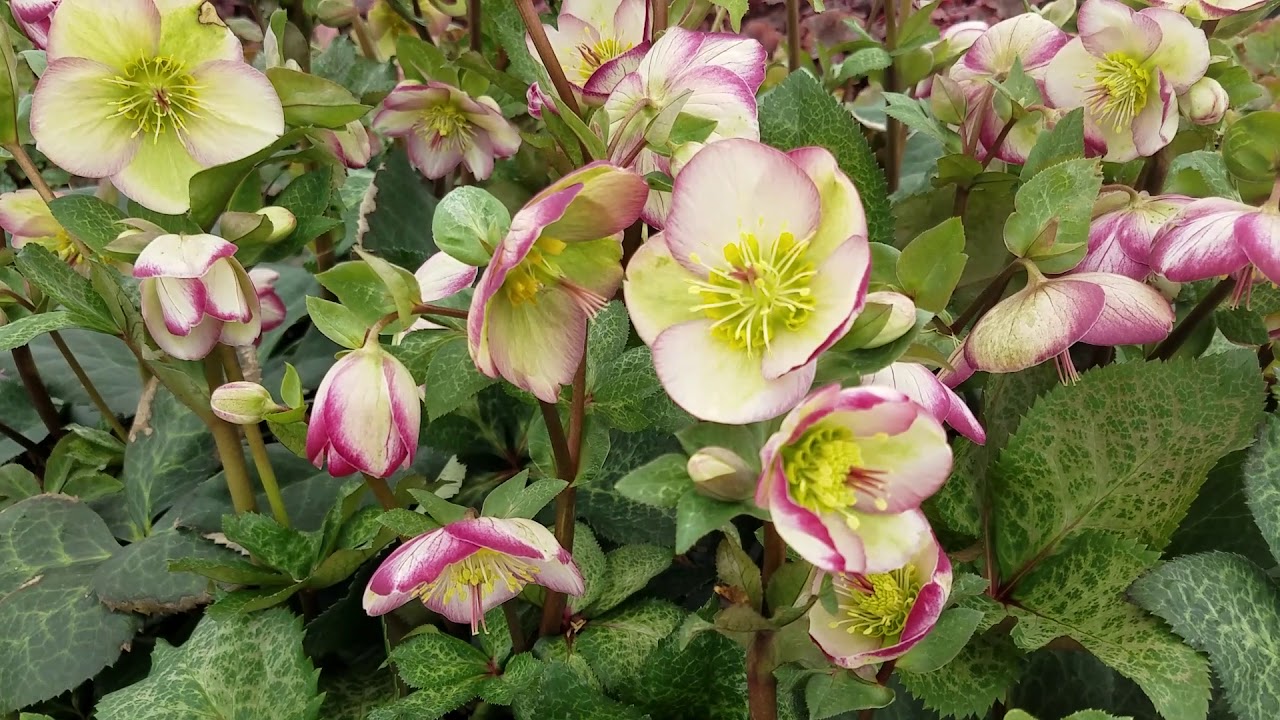 Helleborus Frostkiss® Glenda's Gloss®