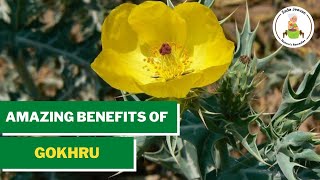 Benefits of Gokhru (Puncture Vine) | SadaJeevan