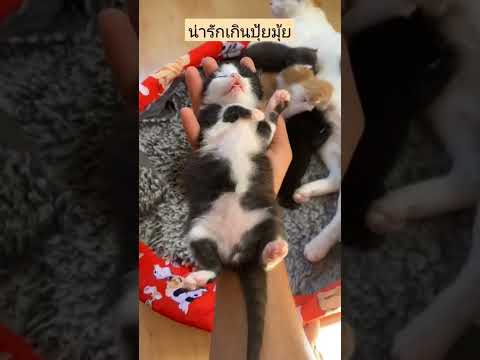 #สัตว์โลกน่ารัก #สัตว์เลี้ยง #หมา #แมว #แมวน้อย #แมวน่ารัก #หมาน่ารัก