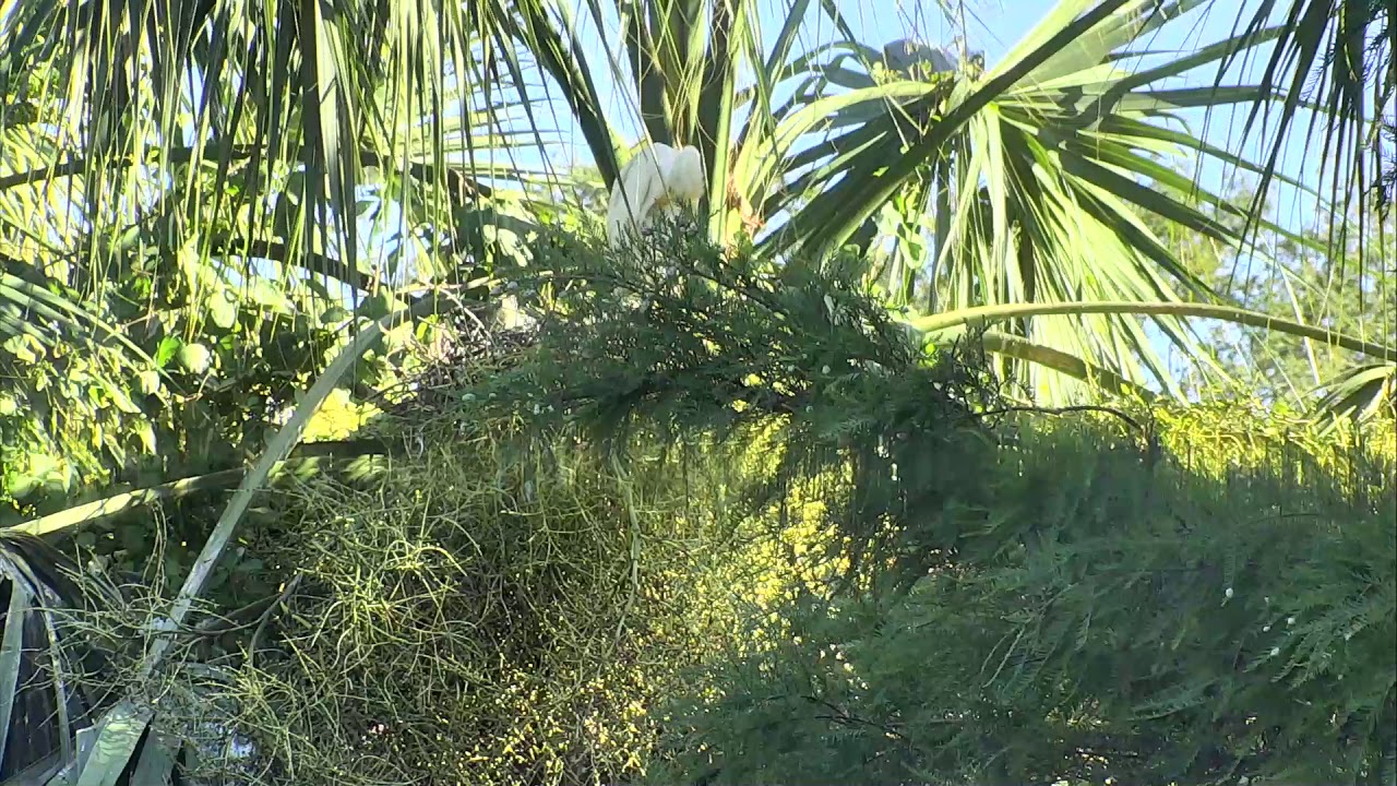 eggs florentine Alligator Swamp and Spoonbills Cam 08-05-2018 14:52:14 - 15:52:15
