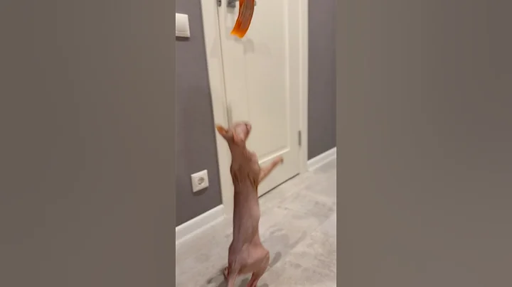 Watch the video about #cat #eating #sphynx #kitten #cute #animals