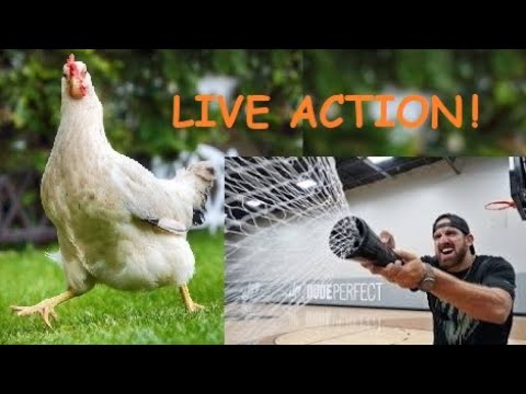 chicken run  net gun 