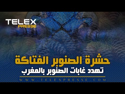 حشرة خطيرة تهدد أشجار الصنوبر في غابات المغرب