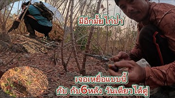 มีอีกไหมไก่ป่าเจอเหยื่อแบบนี้กับกับหกหลังวันเดียวได้คู่