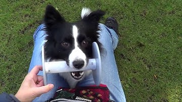 Apporteren aanleren met de clicker