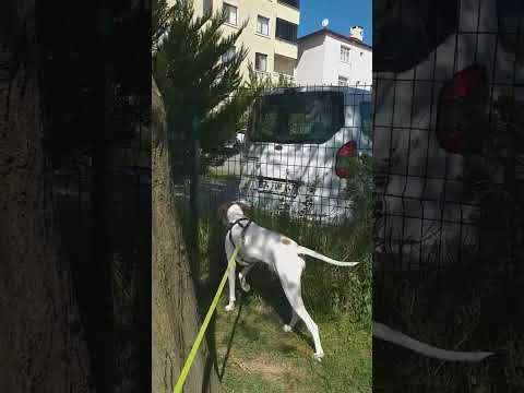 İngiliz pointer ferma