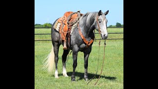 Chile Gelding