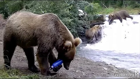 25 Jul 2022: 306 Finds a Play Reward (explore.org)