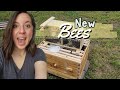 We have honey bees   installing a new bee package  vlog