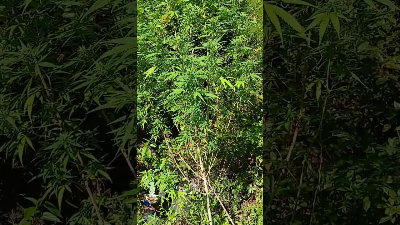 Flirting with a true sativa