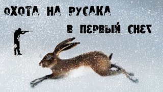 Охота на зайца-русака в первый снег
